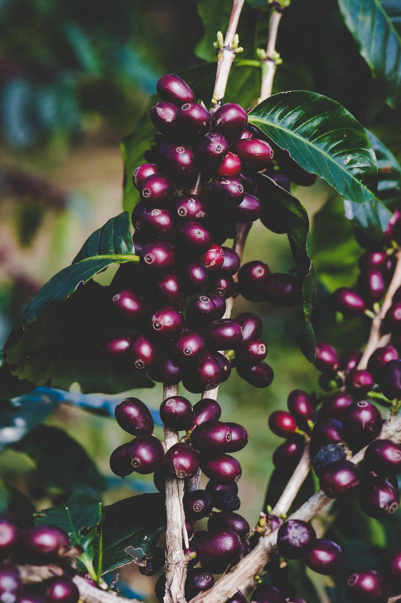 Pedron Caffé Delicato Blend 1000 Gram