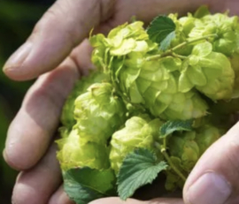 Local Tea Gember Kick Thee (18 zakjes)