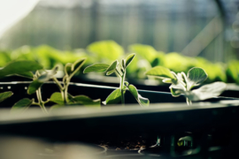 Tomasu Probeerset 3 Soy Sauces