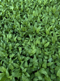 Tomasu Limited Soy Sauce Special Soy Wild Garlic