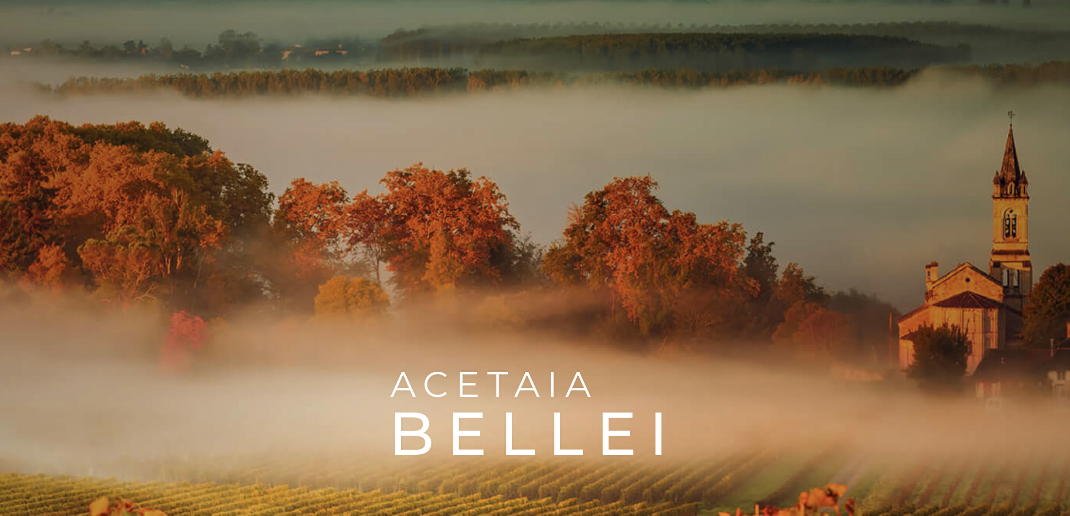 Bellei 