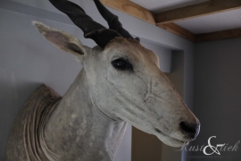 Opgezette eland antilope