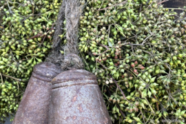Bel roest