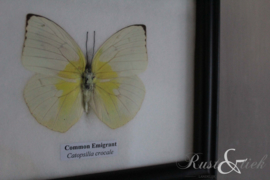 Vlinder Common Emigrant