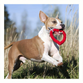 Cadeau beterschap hond | ♥ Doggie doos