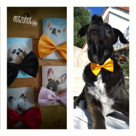 Cadeau Puppy | Paffen & Kanen