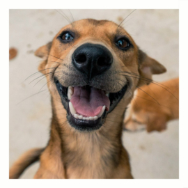 Adoptiepakket | Doggie neutraal