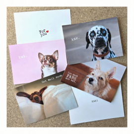 Cadeau hond | Sorry Hond