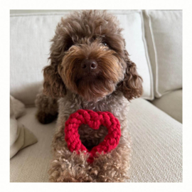 Cadeau | Mini Doggie doos