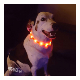 Cadeau hond | LED it be light pakket