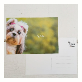 Hond beterschap wensen?  ♥