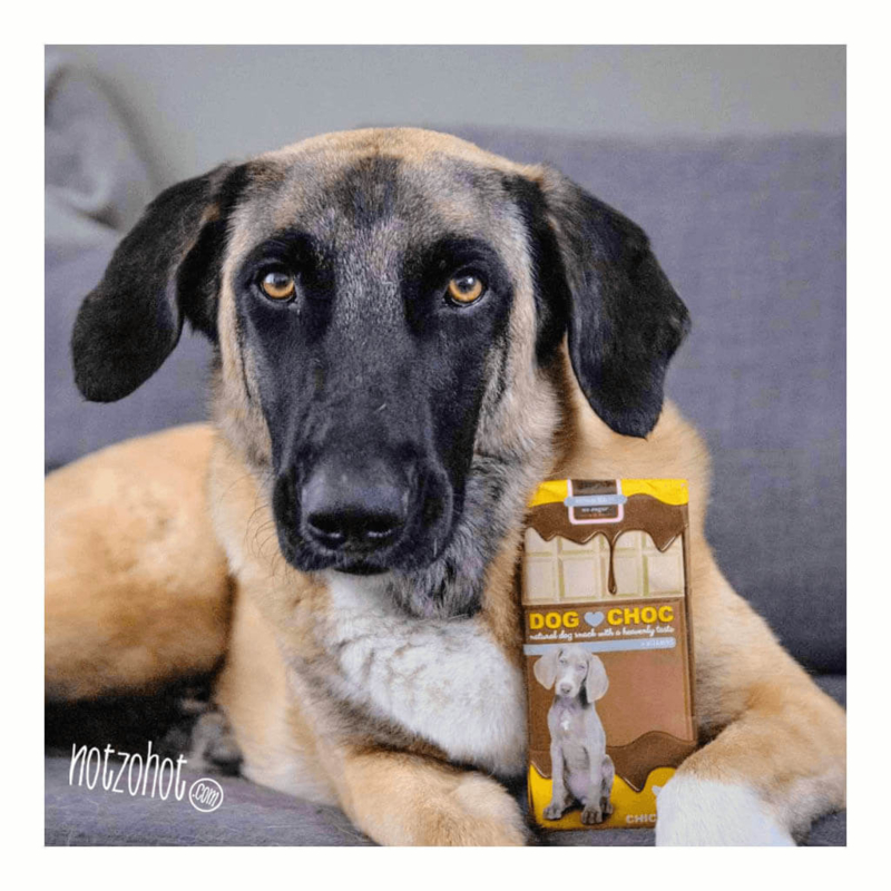 Cadeau hond | Dog Choc