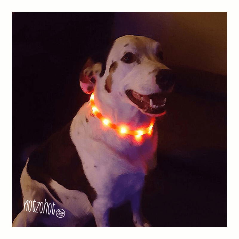 Halsband hond | LED