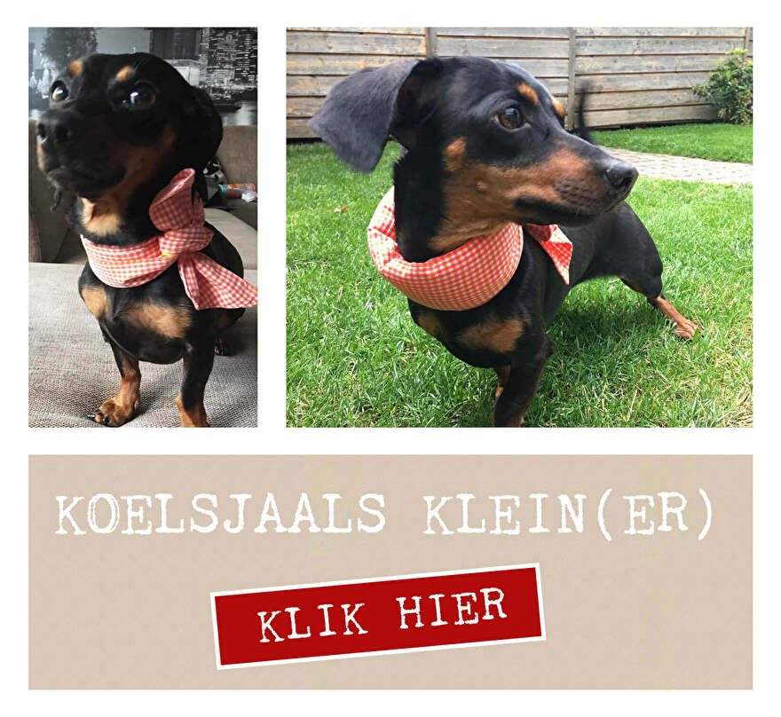 kleinere koelsjaal hond en mens