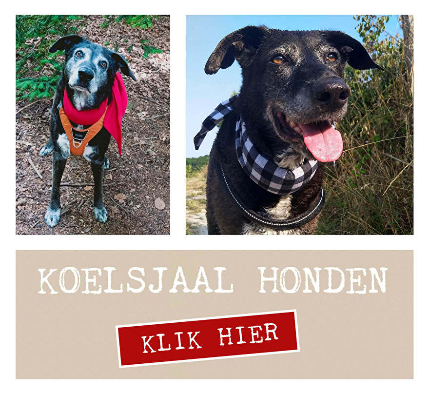 Koelsjaal hond. Onze koelsjaaltjes zijn voor toffe honden met stijl. Handgemaakt, ecologisch afbreekbare koelkristallen, non toxic, duurzaam en enig!