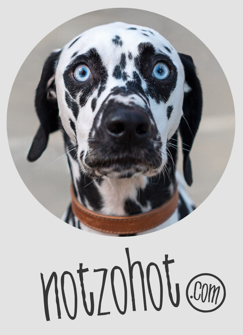 Notzohot honden cadeaus