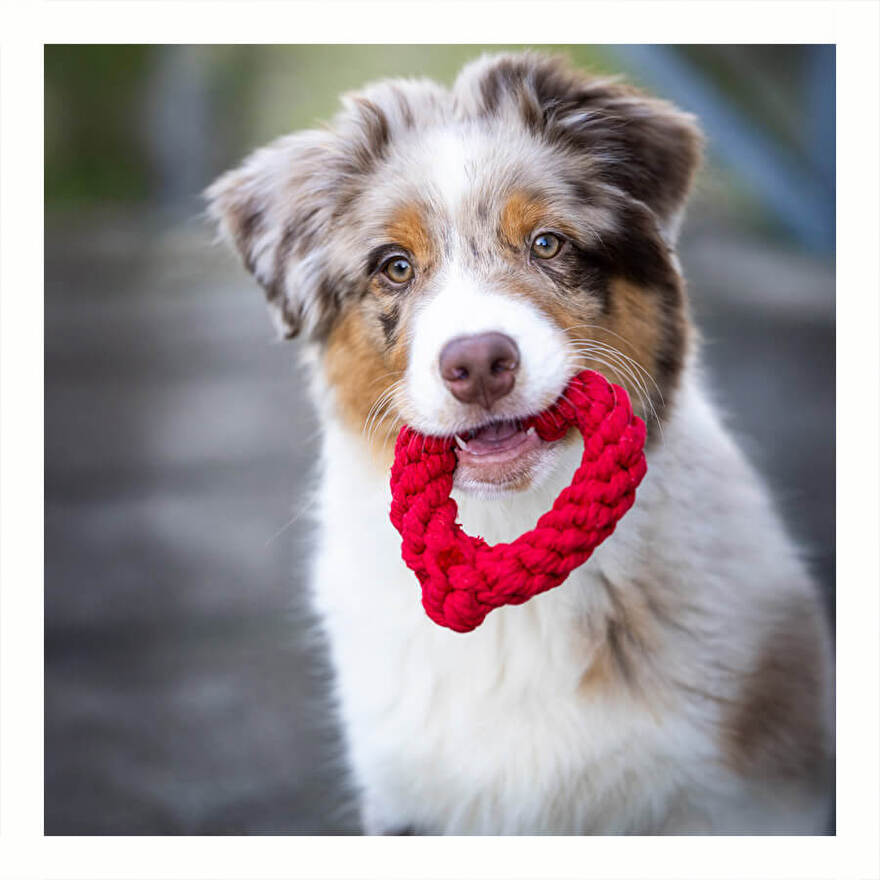 speelgoed zieke hond