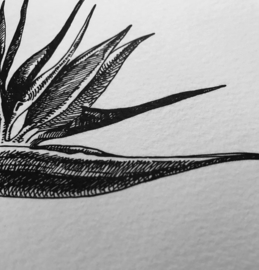 Woonkaart A5, "Strelitzia"