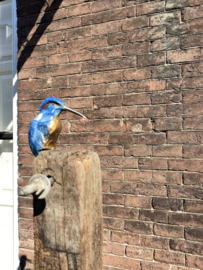 IJzvogel groot, vooruit kijkend- Ron IJzerman