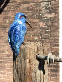 IJzvogel groot, vooruit kijkend- Ron IJzerman