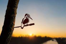 IJsvogel