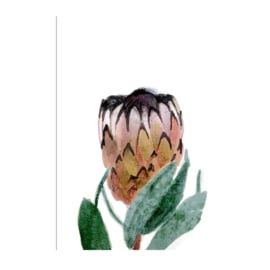 protea print (20x28cm)