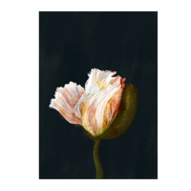 papaver print (20x28cm)