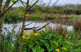 Huisje Bostnestje huren foto's en informatie