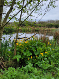 Huisje Bostnestje huren foto's en informatie