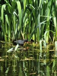 Huisje Bostnestje huren foto's en informatie