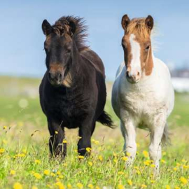 Ravensburger puzzel Schattige ponys