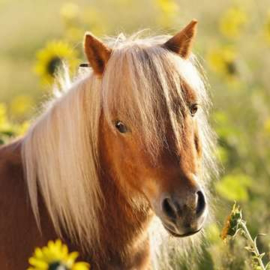 Ravensburger puzzel Schattige ponys