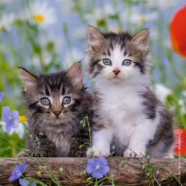 Ravensburger puzzel katten