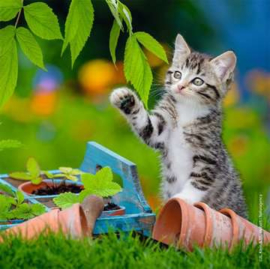 Ravensburger puzzel katten