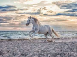 Ravensburger puzzel Paard op het strand 500 stukjes
