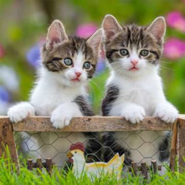 Ravensburger puzzel katten