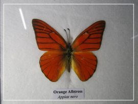 Orange Albatross vlinder (Appias nero)