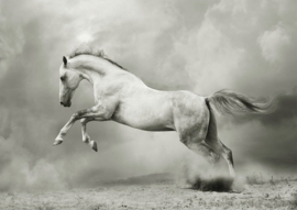 White Horse