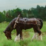 HP 011 Shire Horse "Old George" 1:87