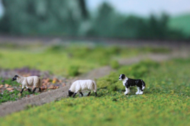 00B10 Border Collie met 2 Suffolk schapen 1:87 - 1:76