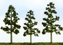 JTT 92115 "Lodgepole Pine" Pijnboom