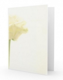 Grote witte roos - dankbetuigingkaart