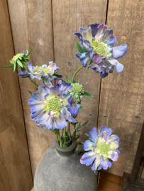 Zijdebloem  Anemone blauw