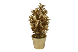 mini Buxus gold / zilver