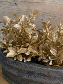 mini Buxus gold / zilver