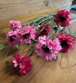 Kunsttak Centaurea ( korenbloem )