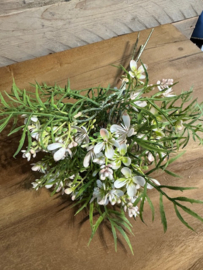 Brassica boeket 3 stelen