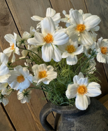 Cosmos bundel wit