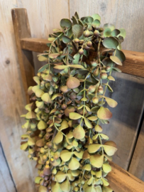 Mooie hangende eucalyptus  kunsttak