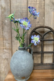 Zijdebloem  Anemone blauw